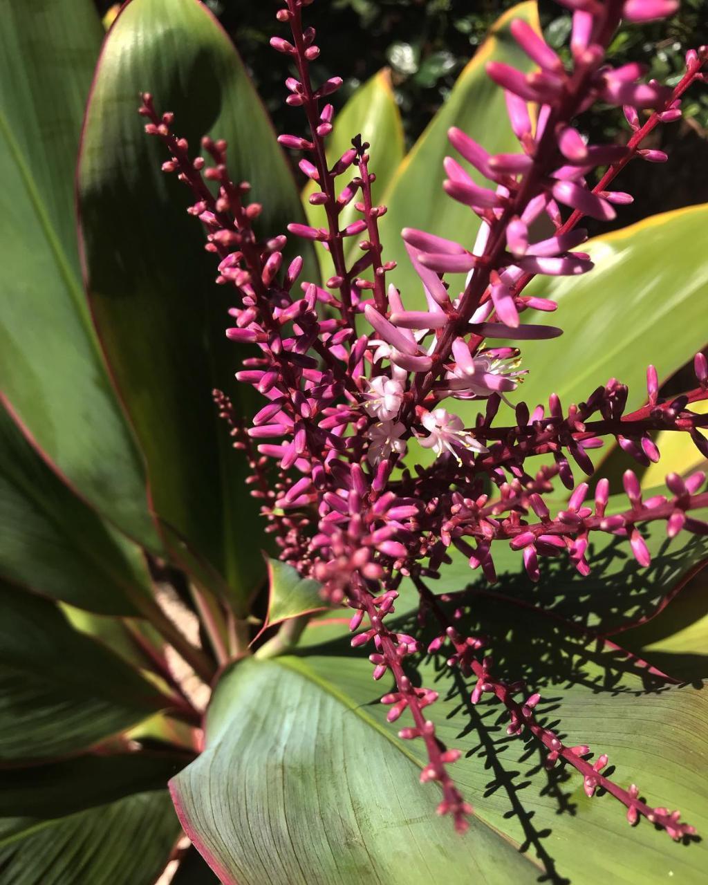 Maui Garden Oasis Βίλα Lahaina Εξωτερικό φωτογραφία